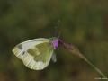 Pieris krueperi (Krüper